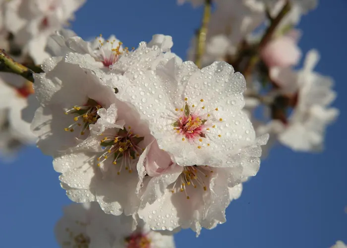 Casa Sanz Appartement